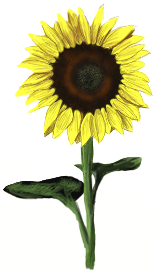 sunflower