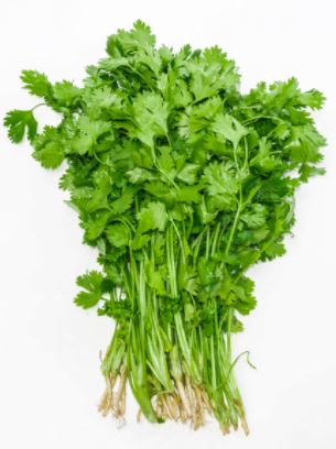 cilantro