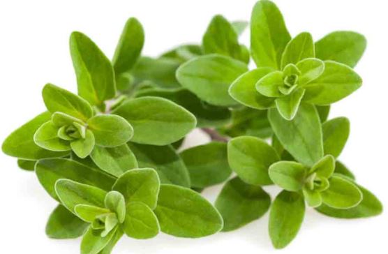 marjoram
