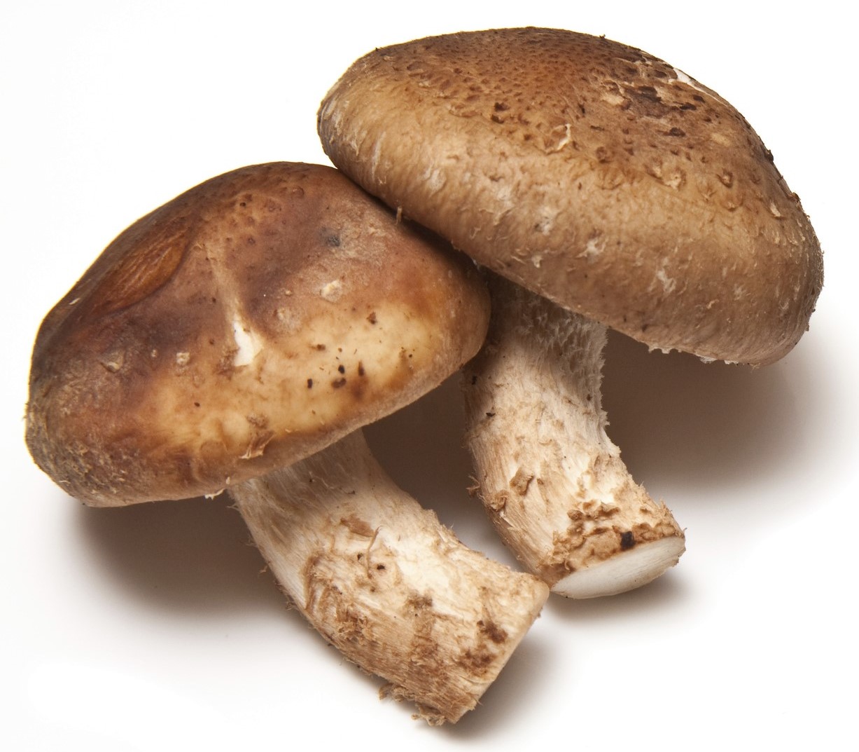 Four shiitake mushrooms in pairs of two on white background